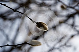 Magnolia bud, pink blossom tree flowers, close up branch, outdoor.