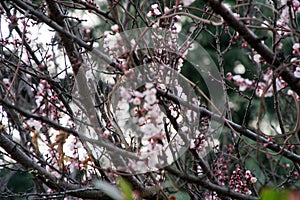 Magnolia bud, pink blossom tree flowers, close up branch, outdoor.