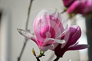 Magnolia bud, pink blossom tree flowers, close up branch, outdoor.