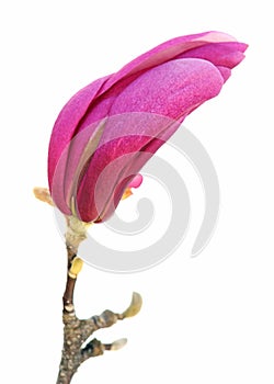 Magnolia bud