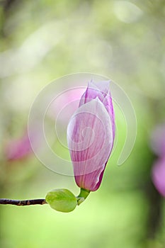 Magnolia bud