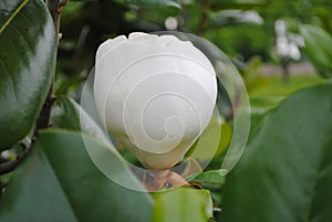 Magnolia Bud preparing to Open