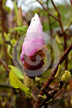 Magnolia. Bud in the spring. Nice Flower in the garden.