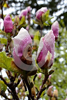 Magnolia. Bud in the spring. Nice Flower in the garden.