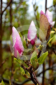 Magnolia. Bud in the spring. Nice Flower in the garden.