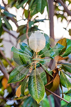 Magnolia bud on a tree in the garden. Flower shop or cosmetics banner. Natural beauty concept. Vertical photo, selective focus.