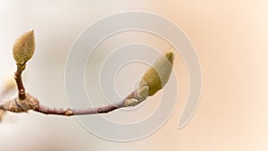 Magnolia bud in winter