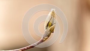 Magnolia bud in winter