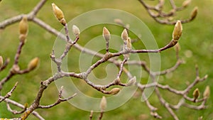 Magnolia bud in winter