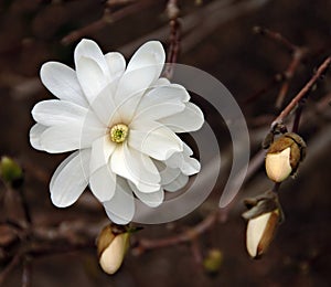 Magnolia and Buds