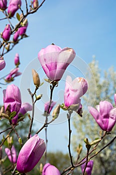 Magnolia buds. Branches of a magnolia