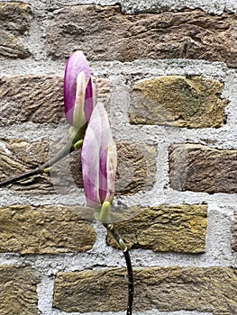 Magnolia buds contrast beautifully against a brick wall