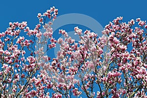 Magnolia buds and flowers in bloom. Detail of a flowering magnolia tree against a clear blue sky. Large, light pink spring blossom