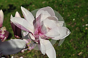 Magnolia buds and flowers in bloom. Detail of a flowering magnolia tree against a clear blue sky. Large, light pink spring blossom