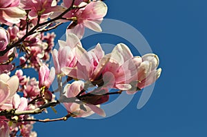 Magnolia buds and flowers in bloom. Detail of a flowering magnolia tree against a clear blue sky. Large, light pink spring blossom