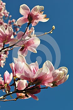 Magnolia buds and flowers in bloom. Detail of a flowering magnolia tree against a clear blue sky. Large, light pink spring blossom