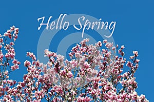 Magnolia buds and flowers in bloom. Detail of a flowering magnolia tree against a clear blue sky. Large, light pink spring blossom