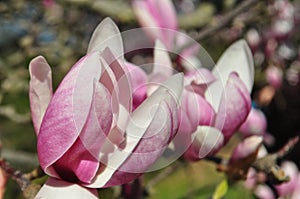 Magnolia buds and flowers in bloom. Detail of a flowering magnolia tree against a clear blue sky. Large, light pink spring blossom