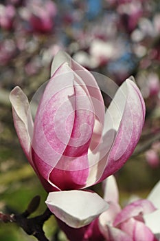 Magnolia buds and flowers in bloom. Detail of a flowering magnolia tree against a clear blue sky. Large, light pink spring blossom