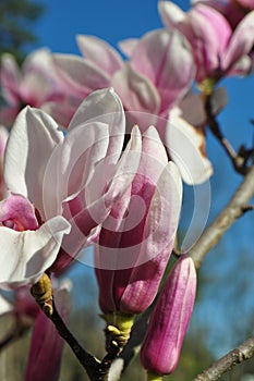 Magnolia buds and flowers in bloom. Detail of a flowering magnolia tree against a clear blue sky. Large, light pink spring blossom