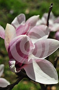 Magnolia buds and flowers in bloom. Detail of a flowering magnolia tree against a clear blue sky. Large, light pink spring blossom