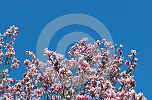 Magnolia buds and flowers in bloom. Detail of a flowering magnolia tree against a clear blue sky. Large, light pink spring blossom