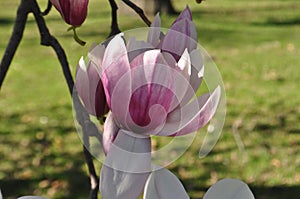 Magnolia buds and flowers in bloom. Detail of a flowering magnolia tree against a clear blue sky. Large, light pink spring blossom