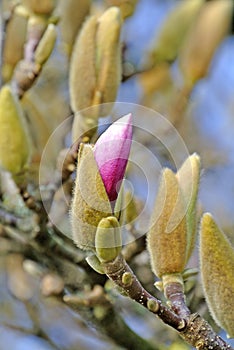 Magnolia buds