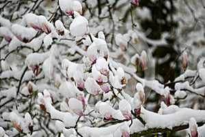 Magnolia buds with snow photo