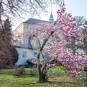 Magnolia bush in bloom before the castle kromeriz