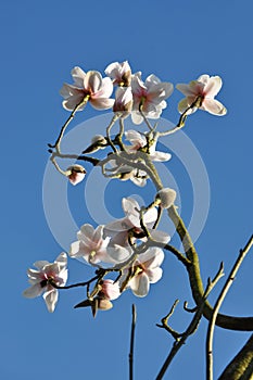 Magnolia caerhays seedlings white