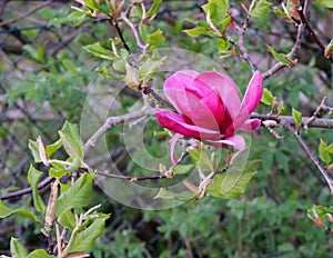 Magnolia Campbell, Magnolia campbellii