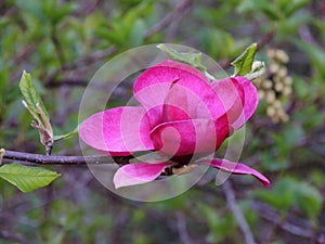 Magnolia Campbell, Magnolia campbellii