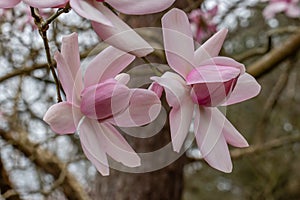 Magnolia Campbellii