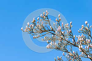 Magnolia campbellii blossom flowering on a springtime tree branch
