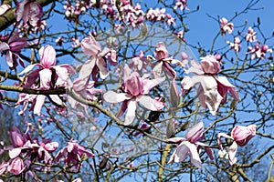 Magnolia campbellii, Campbell`s Magnolia