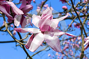 Magnolia campbellii, Campbell`s Magnolia