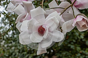 Magnolia Campbellii sups Mollicomata