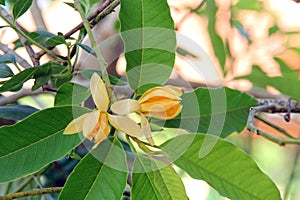 Magnolia champaca, fragrant flowers.