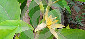 Magnolia champaca or golden champa flower