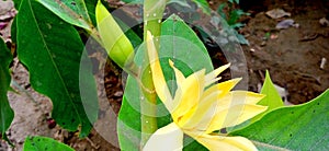 Magnolia champaca or golden champa flower and buds