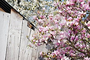 Magnolia and cherry tree in flowers