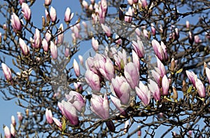 Magnolia