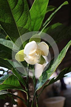Magnolia Coco