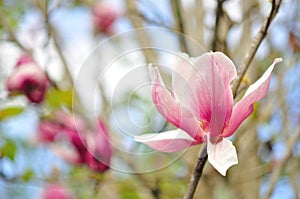 Magnolia