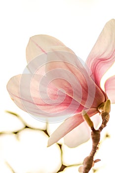 Magnolia in contrejour lighting