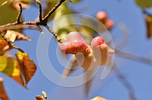 Magnolia Cucumbertree Fruit Pod.