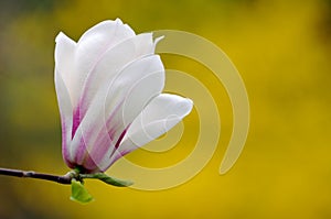 Magnolia Cylindrica Isolated on Yellow