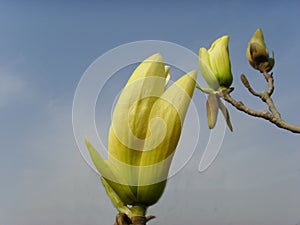 Magnolia photo