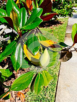 Magnolia denudata flower